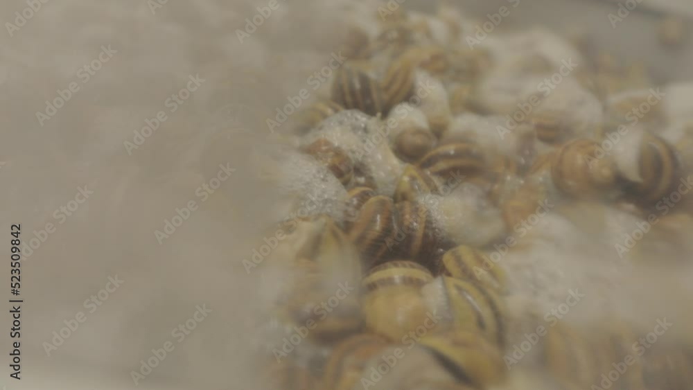 Extraction of mucin from snails. The modern method of snail extraction