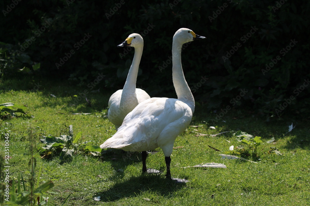 A portrait shot of two Bewick Swans, taking during the heatwave and exceptionally hot weather. These swans are more rare than other species and have a yellow stripe above their black beak A portrait shot of two Bewick Swans, taking during the heatwave and exceptionally hot weather. These swans are more rare than other species and have a yellow stripe above their black beak