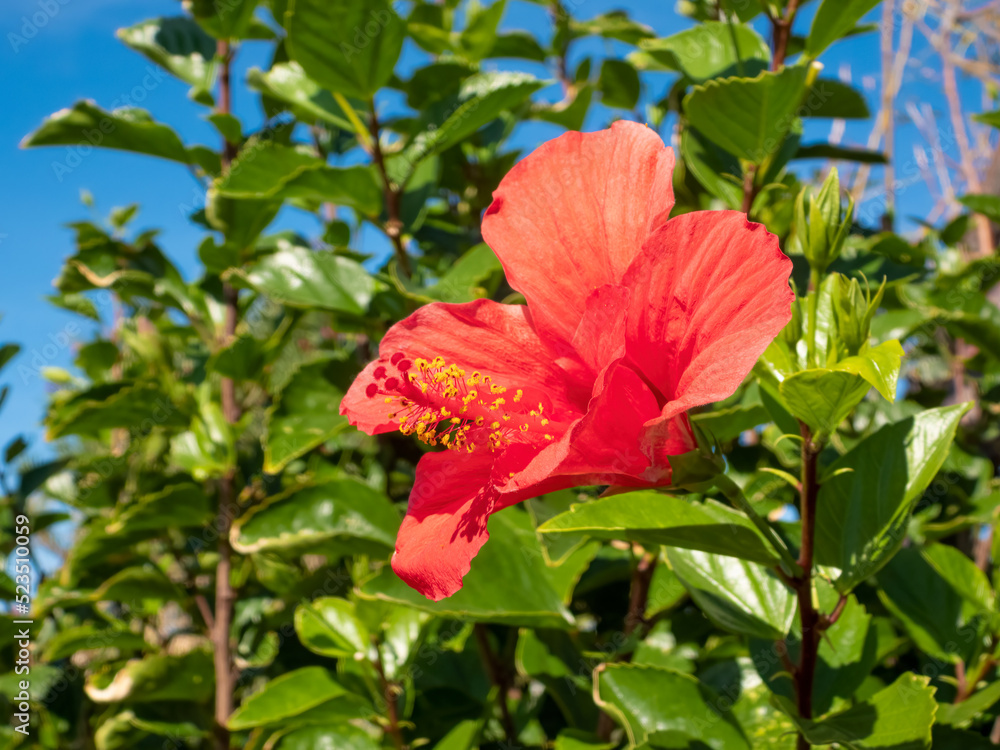 The flower of a Hibiscus rosa-sinensis, China rose, against green leaves and blue sky on a sunny day