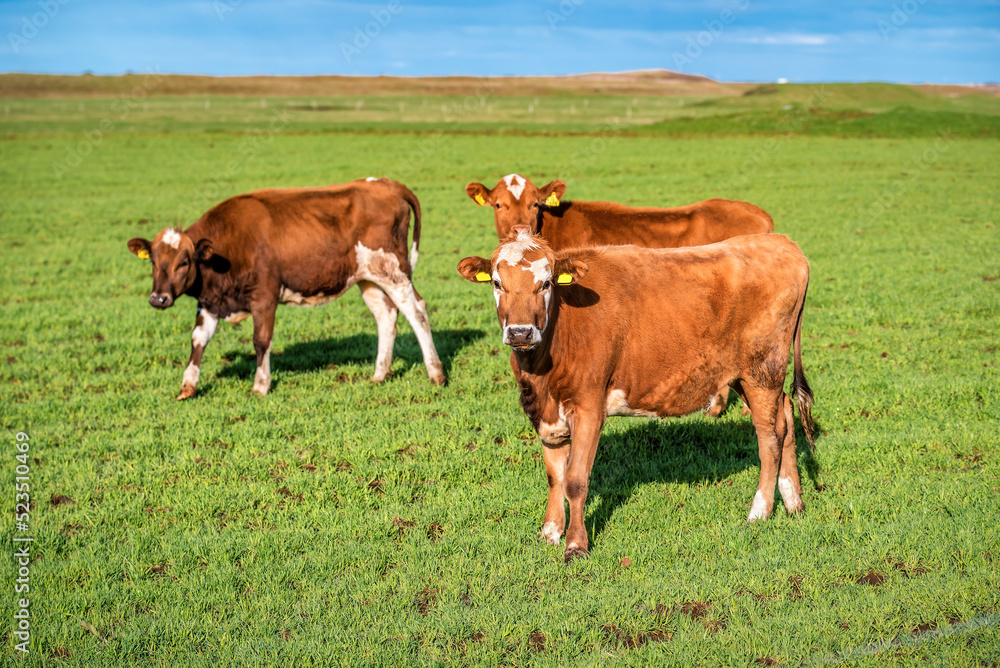 Three brown cows on the green lawn Three brown cows on the green lawn