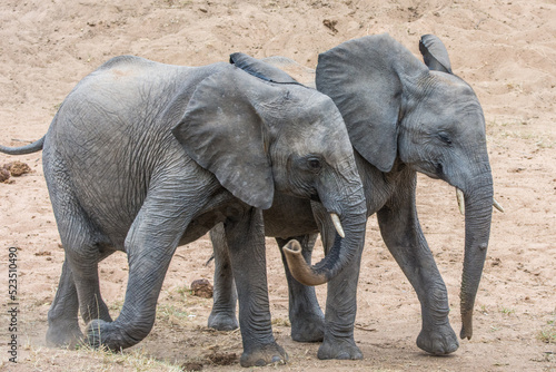 Photography African elephants (Loxodonta africana) in the Timbavati Reserve, South Africa