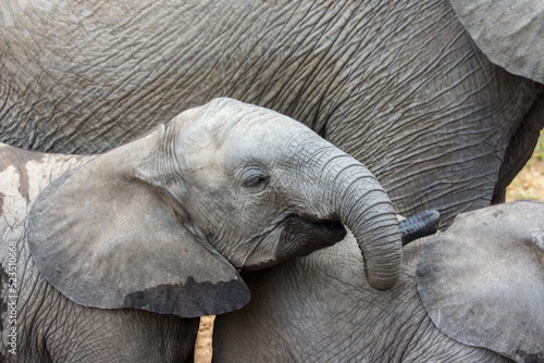 African elephants (Loxodonta africana) in the Timbavati Reserve, South Africa