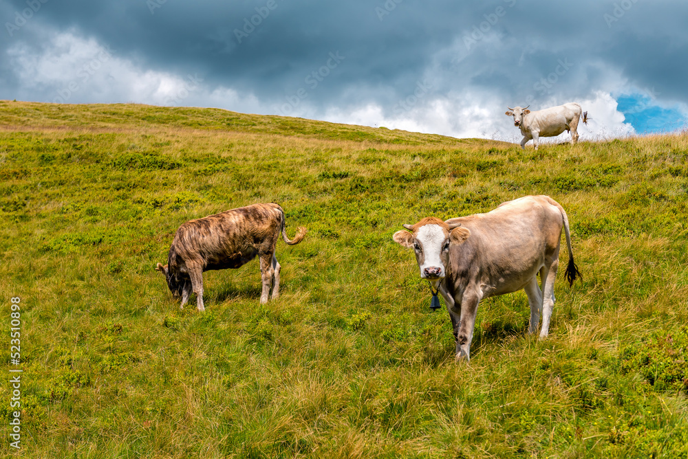 Calves on pasture in the mountains