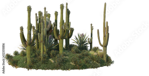 Cactus garden on a transparent background 