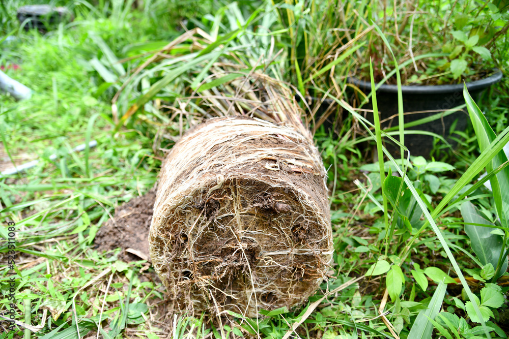 plant roots lined up on ground plant roots lined up on ground