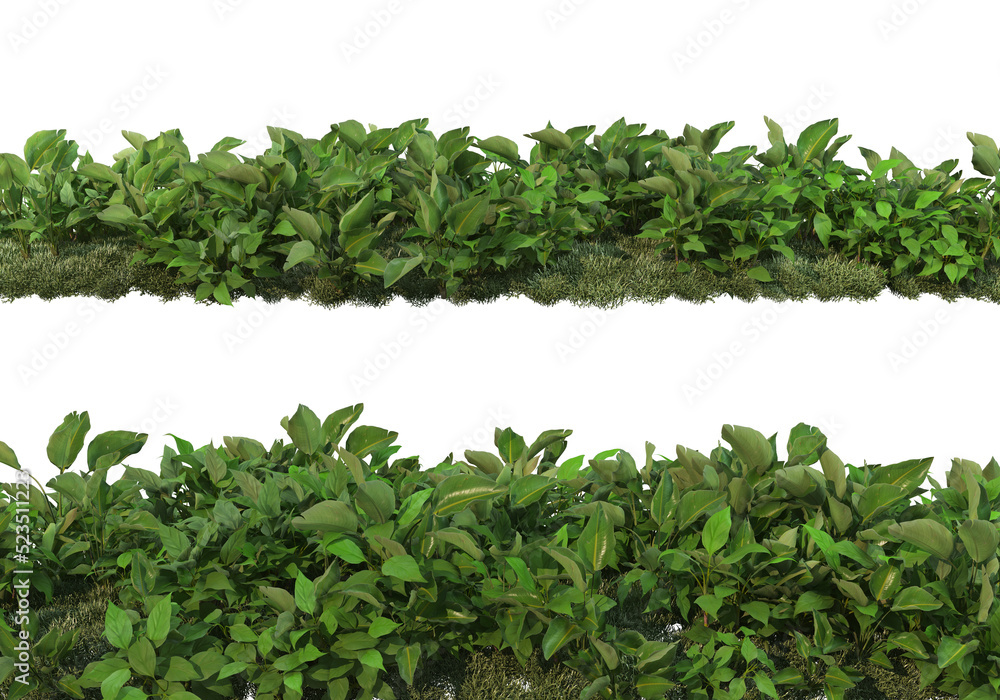 Shrubs and flower on a transparent background
Shrubs and flower on a transparent background