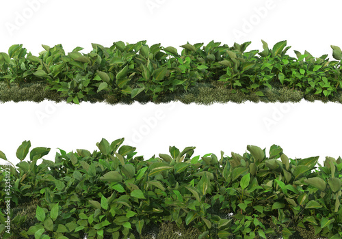 Shrubs and flower on a transparent background 