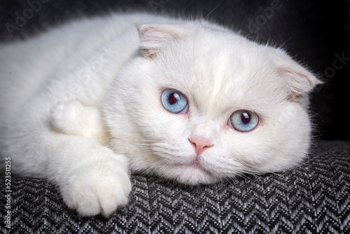 White scottish fold cat, bl...