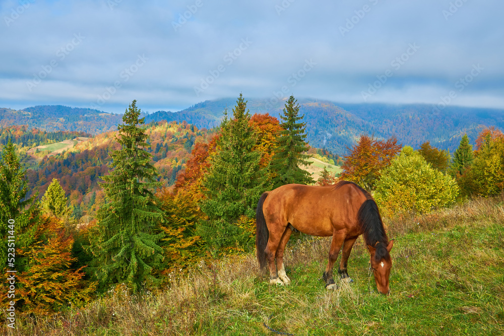 portrait of a brown horse standing on a field with mountains portrait of a brown horse standing on a field with mountains