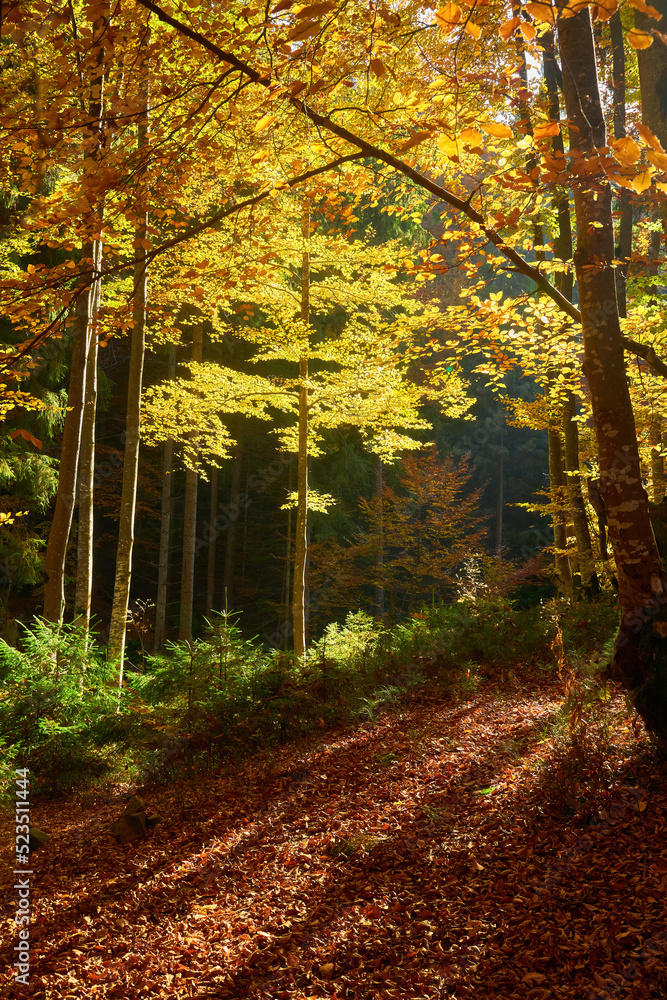 Fototapeta premium Beech forest with orange leaves. Autumn landscape on a sunny day in the mountains. Carpathians, Ukraine