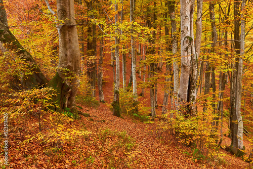 autumn landscape panorama of a scenic forest with lots of warm sunshine