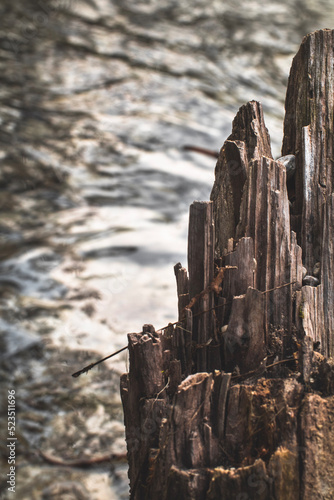 wood and river