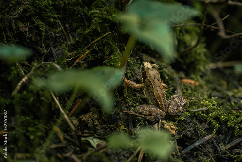 Frog in the Forest