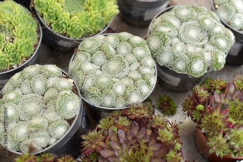A variety of cacti in a garden store