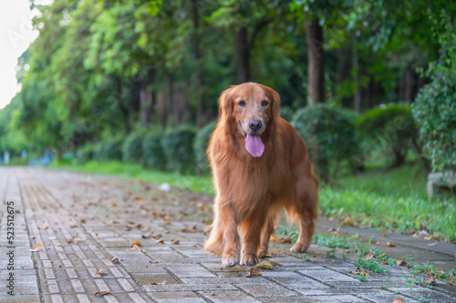 Golden Retriever walking in the park