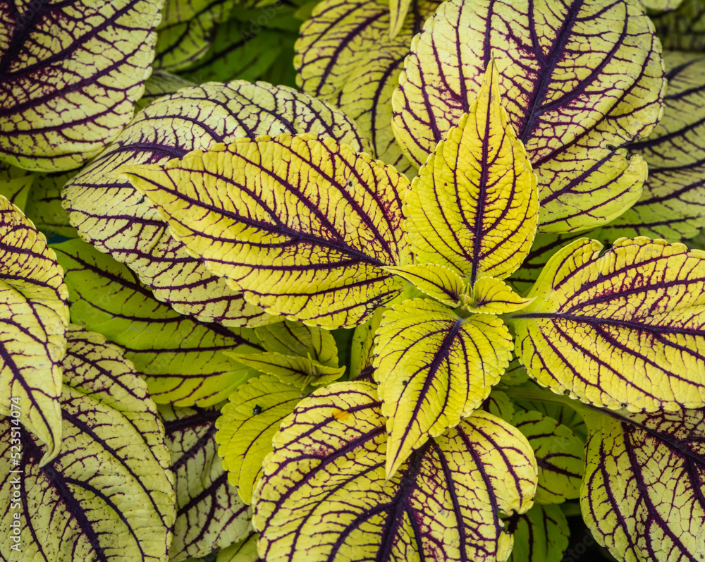 close-up of coleus, also known as solenostemon, closeup view of plant foliage in shallow depth of field, taken from above. Selective focus