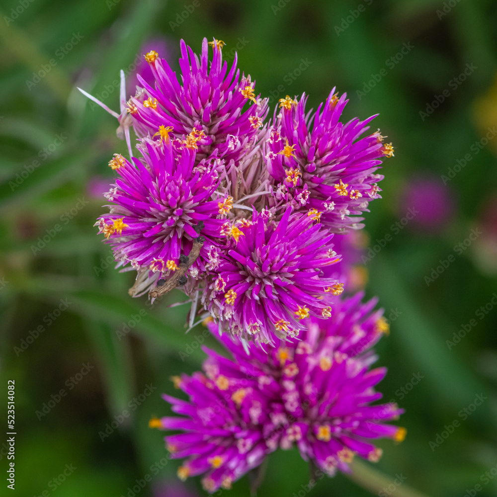 close-up of a Gomphrena pulchella, bursting with two sparkling pink flower clusters. close-up of a Gomphrena pulchella, bursting with two sparkling pink flower clusters.