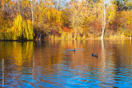 Wallpaper Mural Autumn sunny landscape. Lake in the forest with swimming ducks Torontodigital.ca