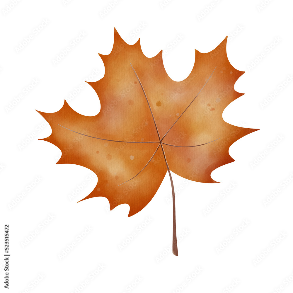 Fototapeta premium Autumn maple leaf