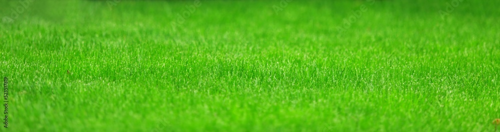 Fresh bright green grass on lawn. Stadium grass. Trimmed lawn grass