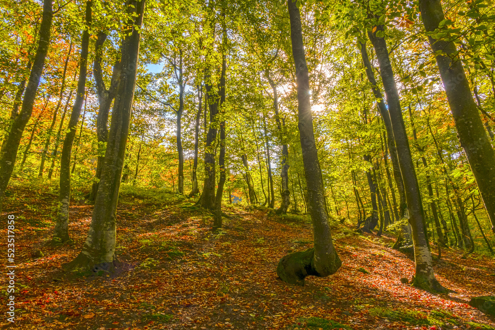 Sunny Deciduous Forest