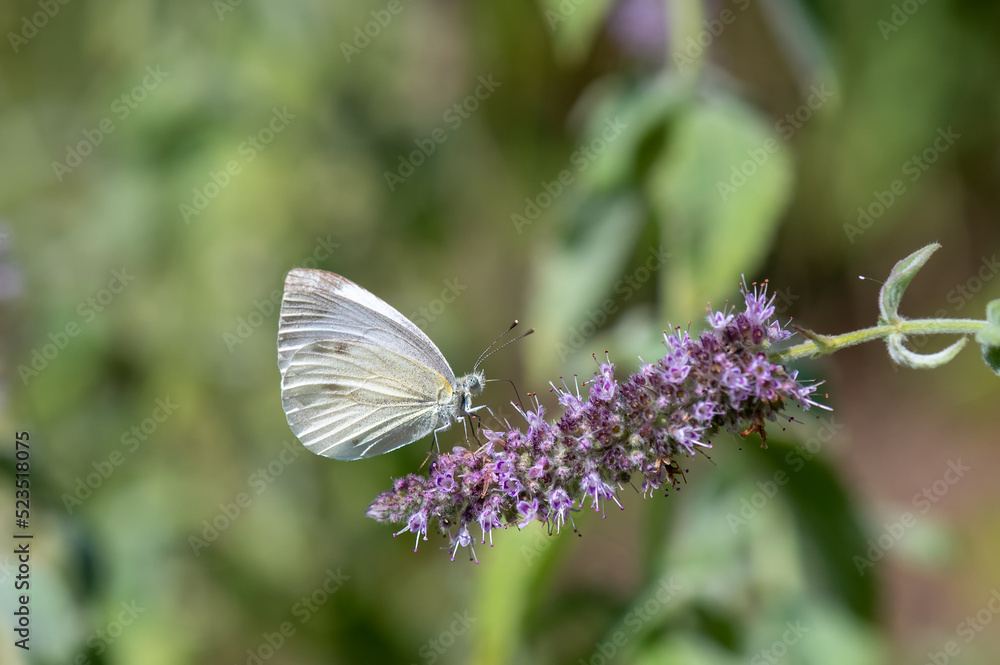 Naklejka premium butterfly on a flower