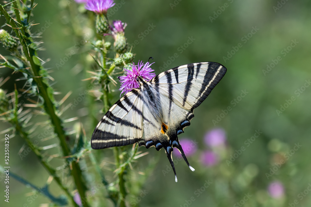 Papilionidae / Erik Kırlangıçkuyruğu / Scarce Swallowtail / Iphiclides podalirius