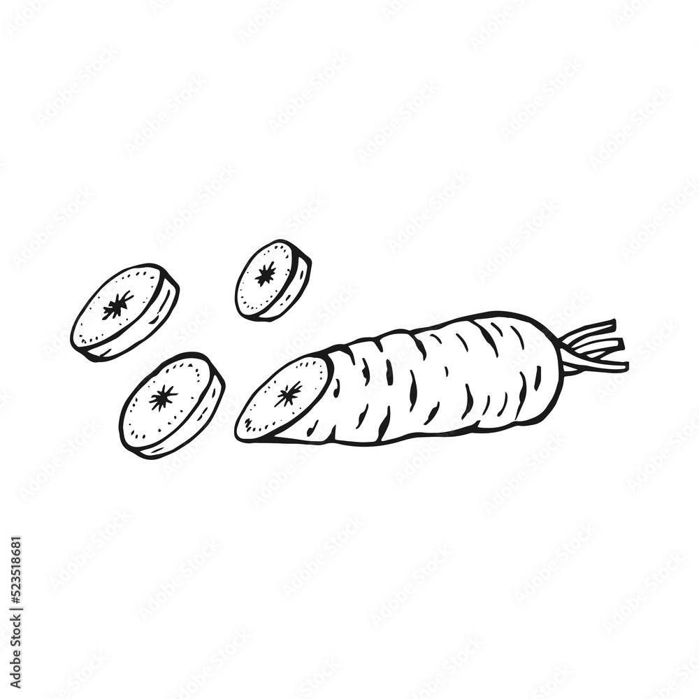 Carrot outline. Hand drawn vector illustration. Farm market product, isolated vegetable. Carrot outline. Hand drawn vector illustration. Farm market product, isolated vegetable.