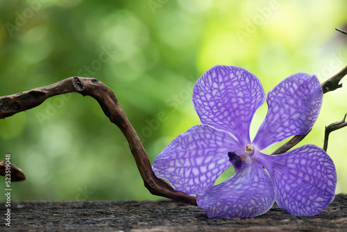 Orchids or vanda coerulea on nature background.