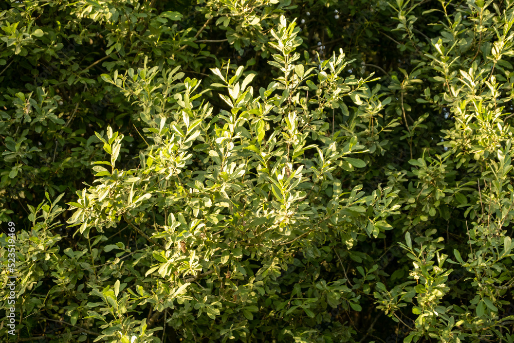 Selective focus on the long succulent green leaves of a willow on the branches . Sunny summer day in the park. Blurred natural background