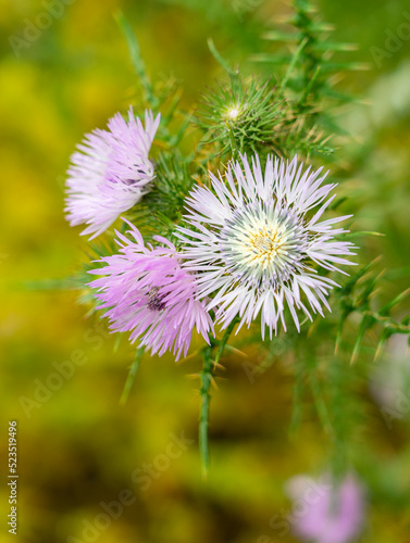 Wilde Flora der liparischen Inseln  Centaurea aeolica  Wiesen Flockenblume auf Lipari  Sizilien