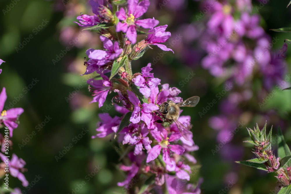 Purple flower of lythrum salicaria are in full bloom in garden Purple flower of lythrum salicaria are in full bloom in garden