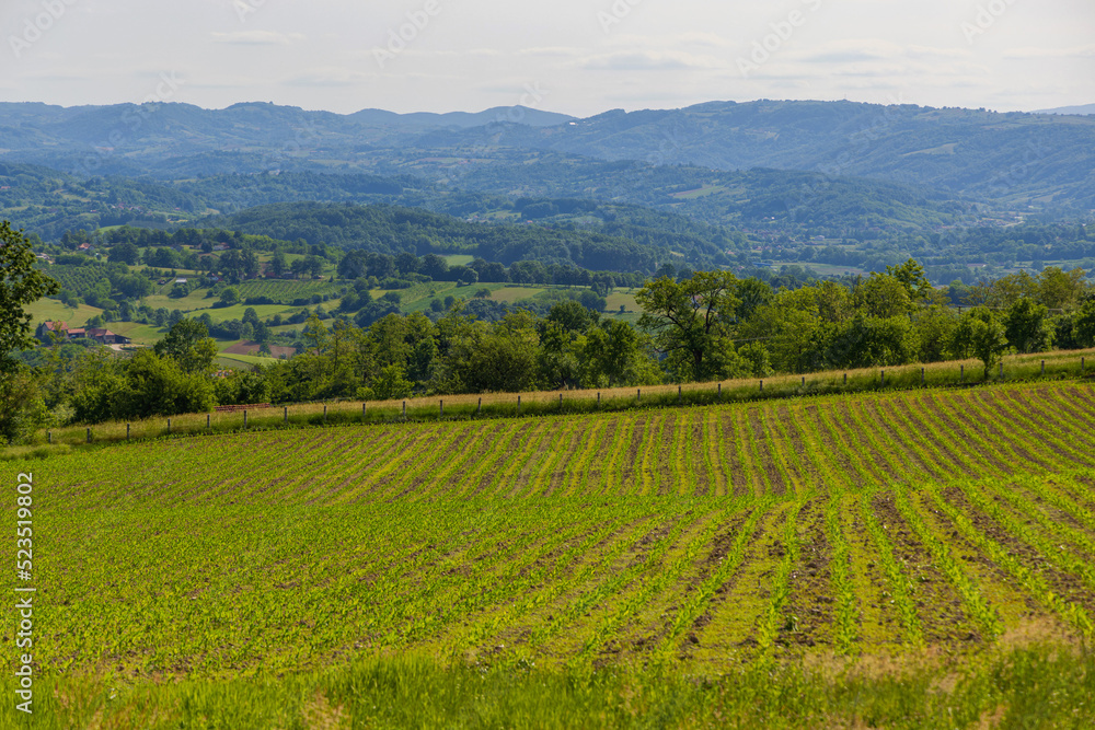 Green Crops Field