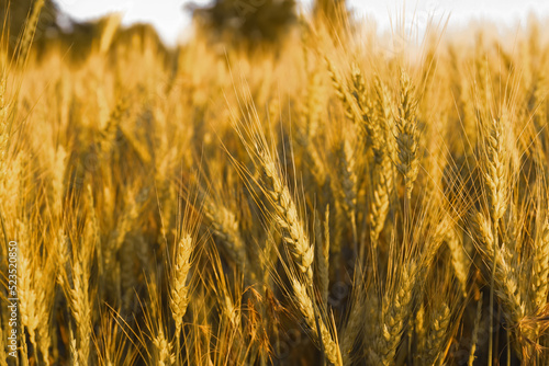 Beautiful agricultural field with ripening wheat  closeup