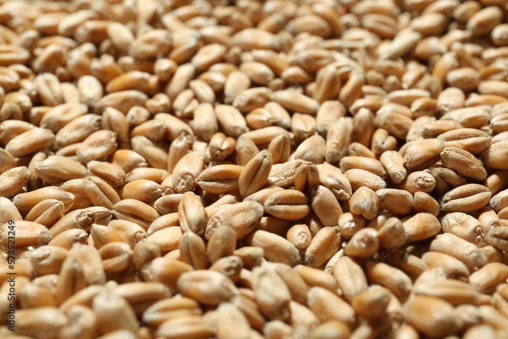 Many wheat grains as background, closeup view Many wheat grains as background, closeup view