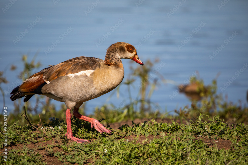 The African black duck or black mallard is an animal that lives in the wild in the African savannah, mainly in the vicinity of rivers and lakes where they are the target of predators that inhabit them The African black duck or black mallard is an animal that lives in the wild in the African savannah, mainly in the vicinity of rivers and lakes where they are the target of predators that inhabit them