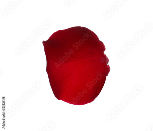 Red rose flower petal on white background