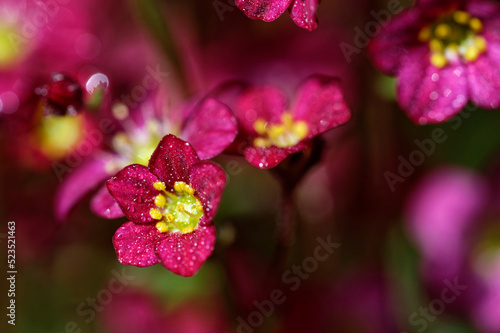 Small magenta coloured flowers with yellow pollen bodies after a rain shower with many small drops of water. Many more flowers can be seen shadowily in the background.