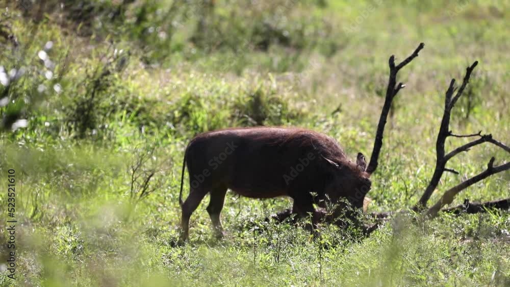 African warty boar grazing freely on the African savannah of South Africa, this animal is highly sought after by safaris because it is known by the cinema as Pumbaa. African warty boar grazing freely on the African savannah of South Africa, this animal is highly sought after by safaris because it is known by the cinema as Pumbaa.