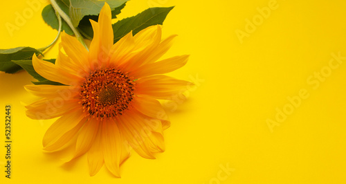 one sunflower flower on a yellow background. blank for a postcard.