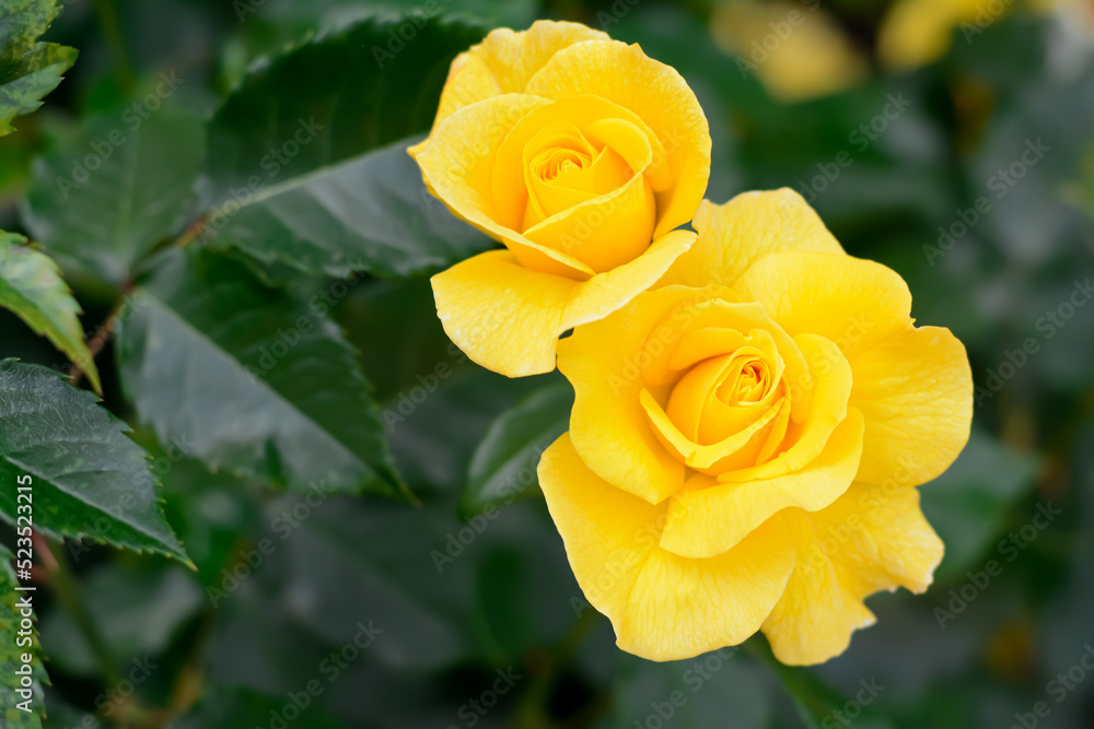 Beautiful yellow rose flowers blooming outdoors, closeup. Space for text Beautiful yellow rose flowers blooming outdoors, closeup. Space for text
