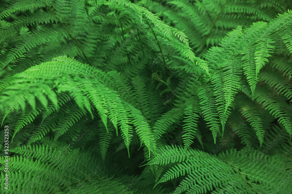Beautiful fern with lush green leaves growing outdoors, closeup. Tropical plant Beautiful fern with lush green leaves growing outdoors, closeup. Tropical plant