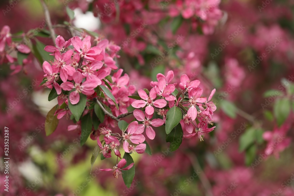Beautiful cherry tree with pink blossoms outdoors, closeup. Spring season Beautiful cherry tree with pink blossoms outdoors, closeup. Spring season