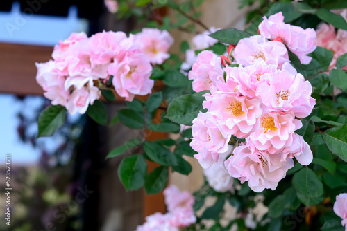 Beautiful blooming rose bush with pink flowers outdoors