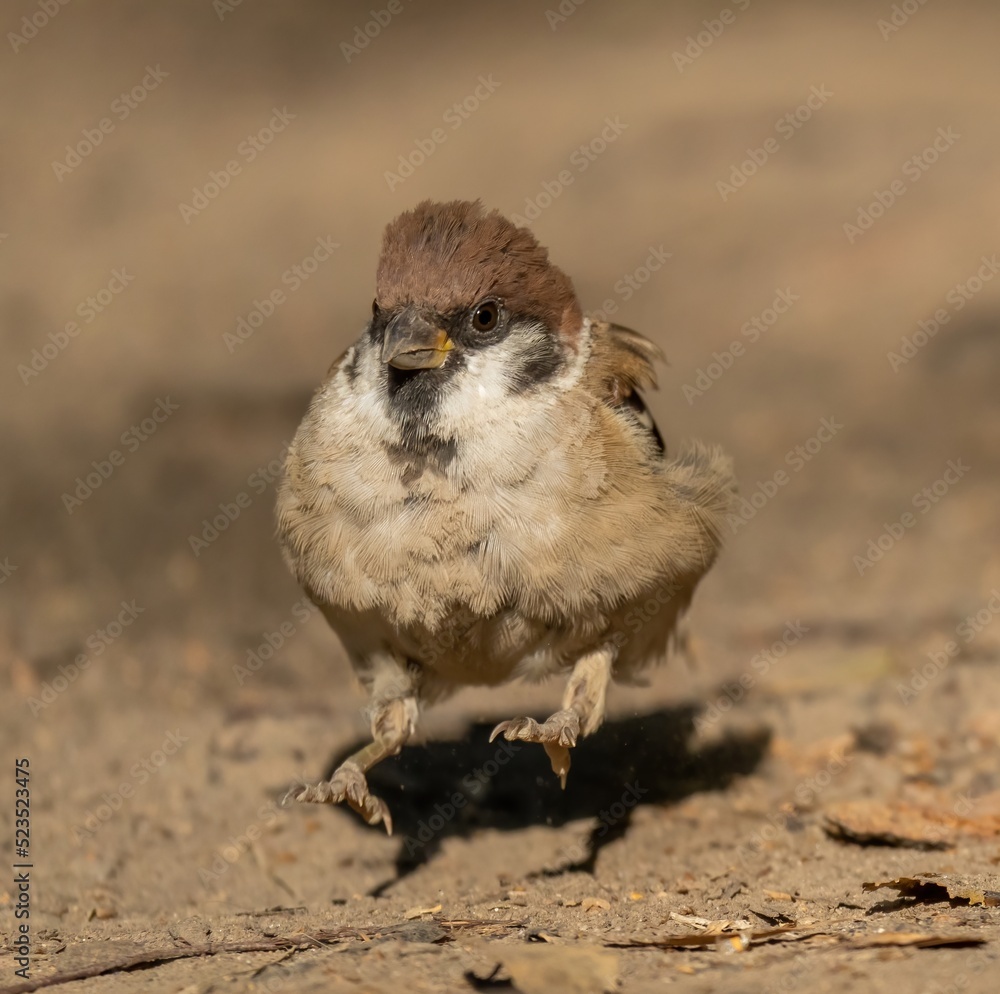 Fototapeta premium Sparrow bird sits on dry ground