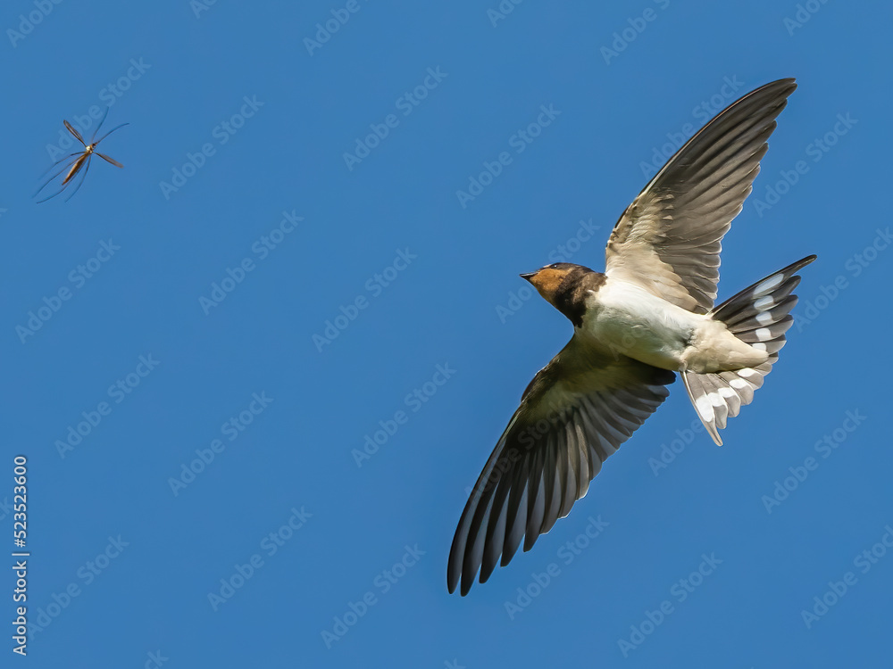 A swallow bird catches a mosquito in the sky
