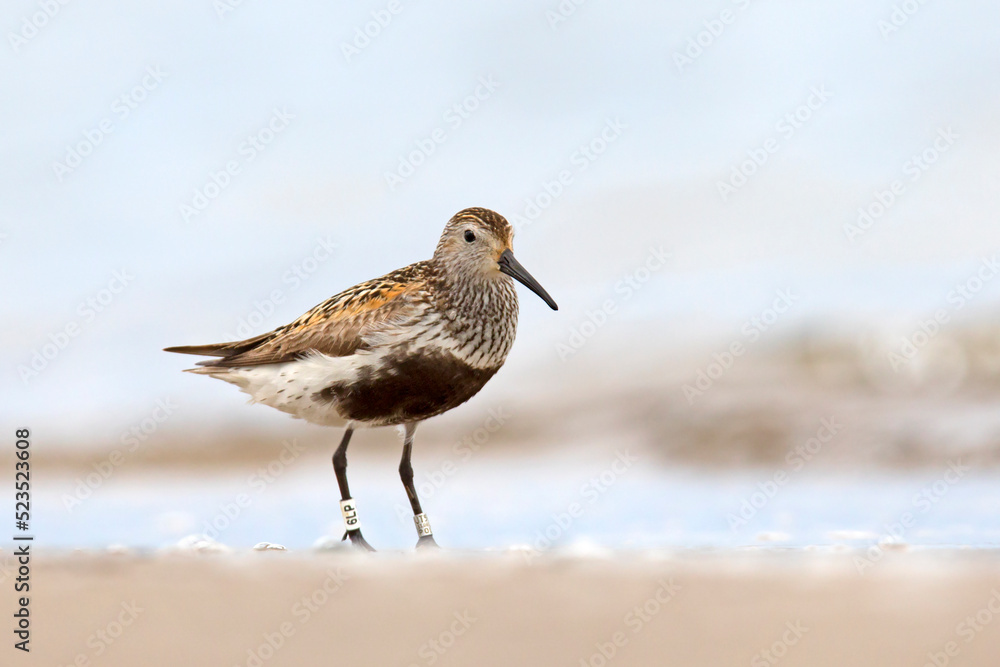 Biegus zmienny (Calidris alpina) Biegus zmienny (Calidris alpina)