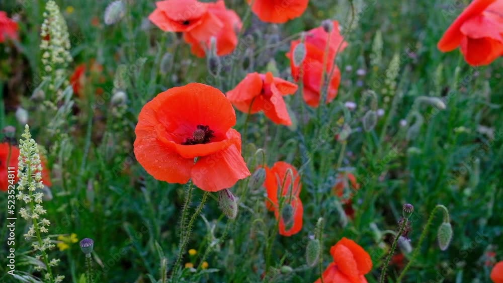 Poppy flower close-up. Poppy blossom with drops close-up. Flowering poppy close-up. Poppy flower close-up. Poppy blossom with drops close-up. Flowering poppy close-up.