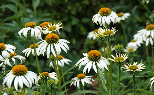 Lovely white coneflower plant with a green background. Other names of this plant : Echinacea purpurea, eastern coneflower, hedgehog coneflower, or echinacea