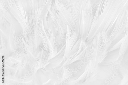 White grey color bird feather pattern texture for background and design. © Tumm8899